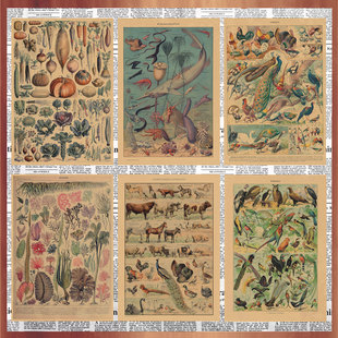动植物图鉴复古牛皮纸海报远古生物百科读物怀旧装 饰墙画壁画429
