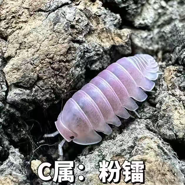 西瓜虫鼠妇活体宠物西瓜虫A属鼠特色爬宠/鸣虫
