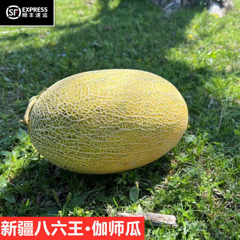 精选新疆八六王伽师瓜西域86王哈密瓜甜蜜瓜香喀什古老品种包邮