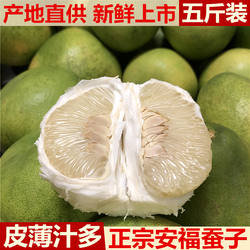 正宗安福柚子江西特产萍乡蚕子土柚子井冈蜜柚横龙吉安金兰柚5斤