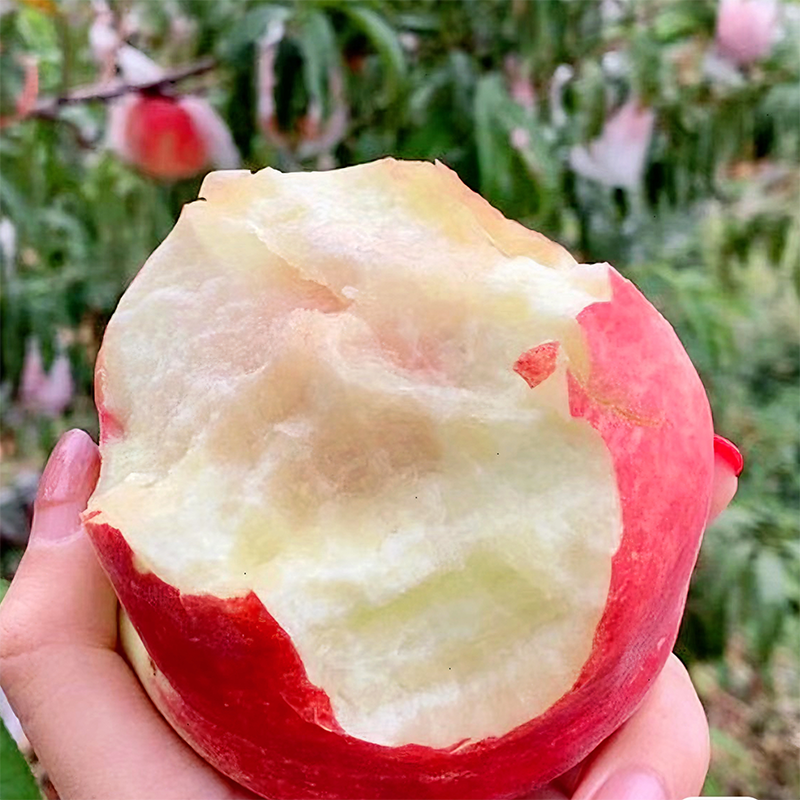 水蜜桃单县蜜桃单县光明集