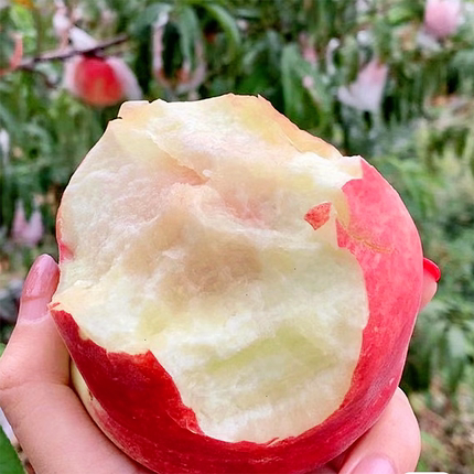 脆桃山东水蜜桃露天自然熟现摘现发脆甜多汁儿童孕妇水果