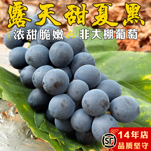 夏黑葡萄新鲜云南无籽葡萄黑提子大果新鲜孕妇水果应季巨峰黑加仑