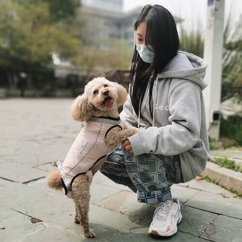 辅助带残疾提拉狗背带泰迪柯基
