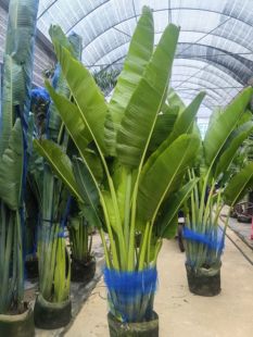 旅人蕉盆栽室外庭院大型绿植花卉阳台易活北欧天堂鸟盆栽花园植物