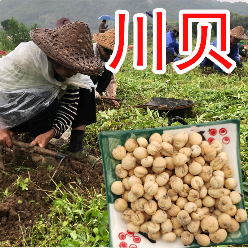 川贝母特级野生川贝母新货无硫川贝粉润肺川贝50克包邮