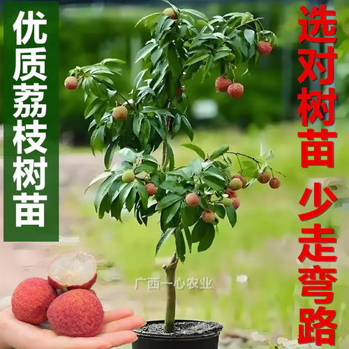 无核盆栽地栽南方种植荔枝苗
