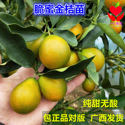 广西金桔苗脆蜜金柑当年结果