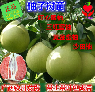 正宗三红蜜柚树苗黄金蜜柚沙田柚青柚红心柚子苗盆栽地栽带土带叶