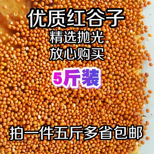 红谷黄谷带壳谷子带壳小米鸟食珍珠文鸟金丝雀金青雪鸽粮五斤包邮