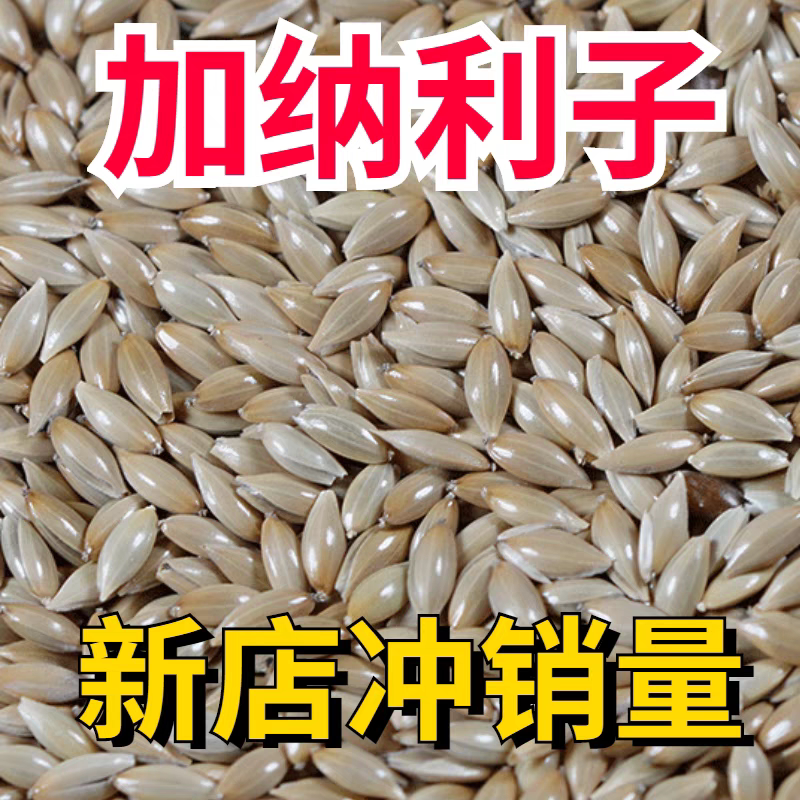 新加纳利子进口白尖粟鹦鹉鸟食草庐籽白燕虎皮牡丹鸟粮营养粮鸽粮