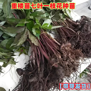 重楼苗七叶一枝花种苗高杆名贵中药材种植苗云南盆景盆栽绿植种子