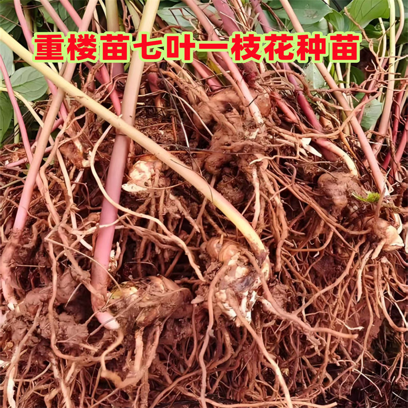 重楼苗七叶一枝花苗种子华重楼种苗盆栽小苗高杆名贵中药材种植苗