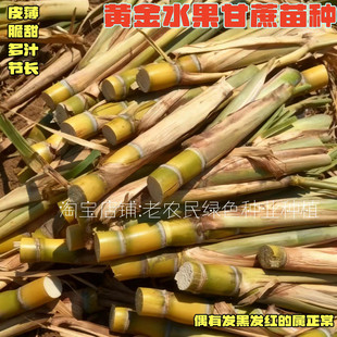 广西黑皮甘蔗苗盆栽黄皮甘蔗种带芽甜脆水果种籽苗种黄金甘蔗种苗