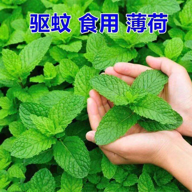 老品种四季薄荷种子食用蔬菜种子图片