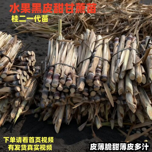 黑皮甘蔗苗黄金种子水果种植盆栽