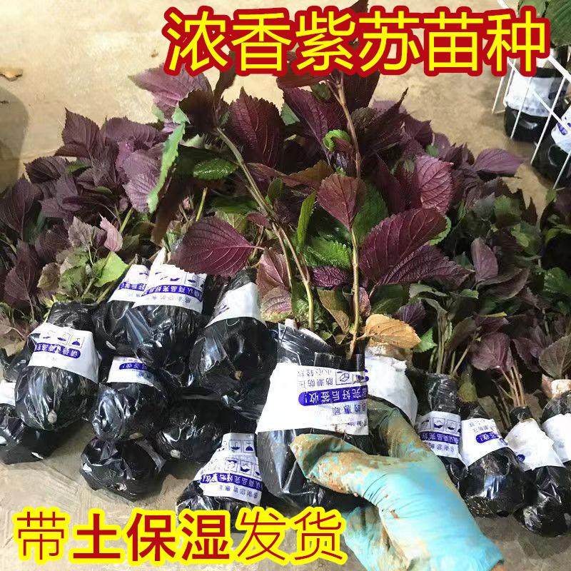 野菜苗紫苏苗农家绿叶苏子种子庭院盆栽绿植鸡冠苏香草香料蔬菜苗