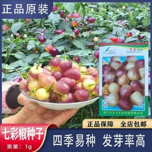 四季七彩辣椒种子辣椒种籽泡椒