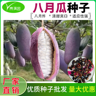 农家八月瓜种子当年结果籽少肉多水果种植爬藤甜瓜紫果八月炸种籽