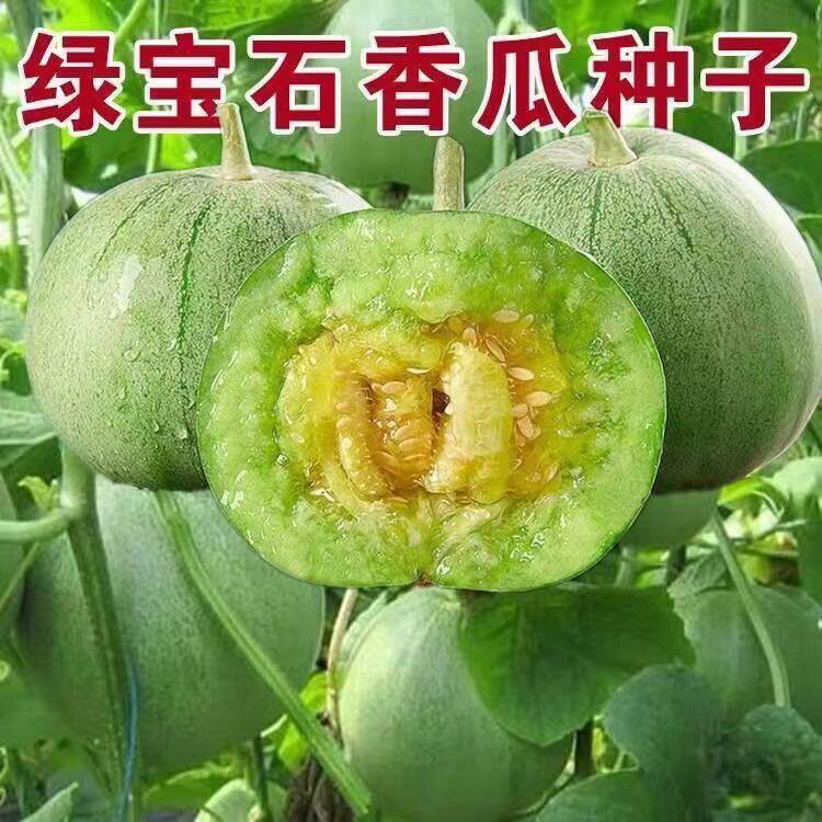 老品种绿宝石甜瓜种子秋四季脆瓜早熟高产香瓜籽薄皮超甜香瓜种籽