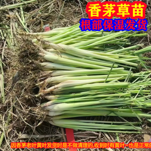 农家自留香茅草苗庭院可食用泡茶泰国香料阳台盆栽苗种柠檬草种苗