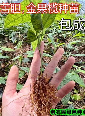 种子苗金果榄苗地苦胆苗驯化苗金果榄种籽地苦胆种植苗中药材种苗