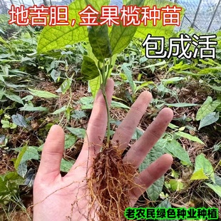 种子苗金果榄苗地苦胆苗驯化苗金果榄种籽地苦胆种植苗中药材种苗
