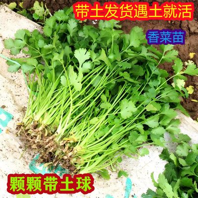 农家老品种香菜苗籽种子根苗菜种速生阳台大小叶四季香菜芫荽种苗