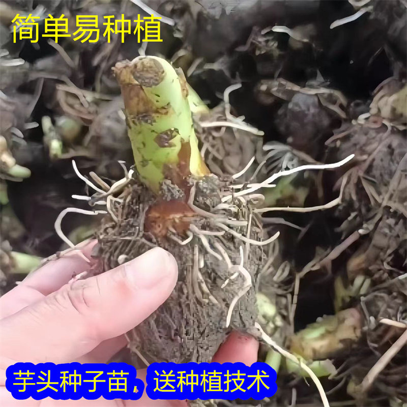 荔浦芋种子种苗芋头苗种种球农家图片