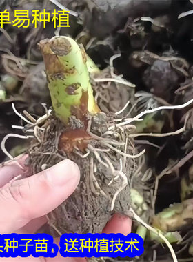 荔浦芋种子种苗芋头苗种种球农家
