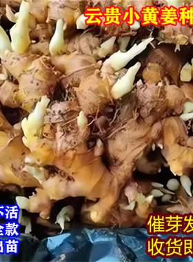 生姜种子催芽发货带芽小黄姜种籽