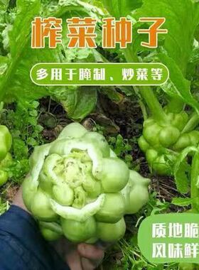 原装疙瘩菜种子懒人榨菜高产耐热凉拌榨菜种孑榨菜种籽大头菜籽种