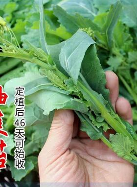 油菜苔种子农家四季白菜苔种子耐抽薹蔬菜种子无筋小白菜菜心种籽