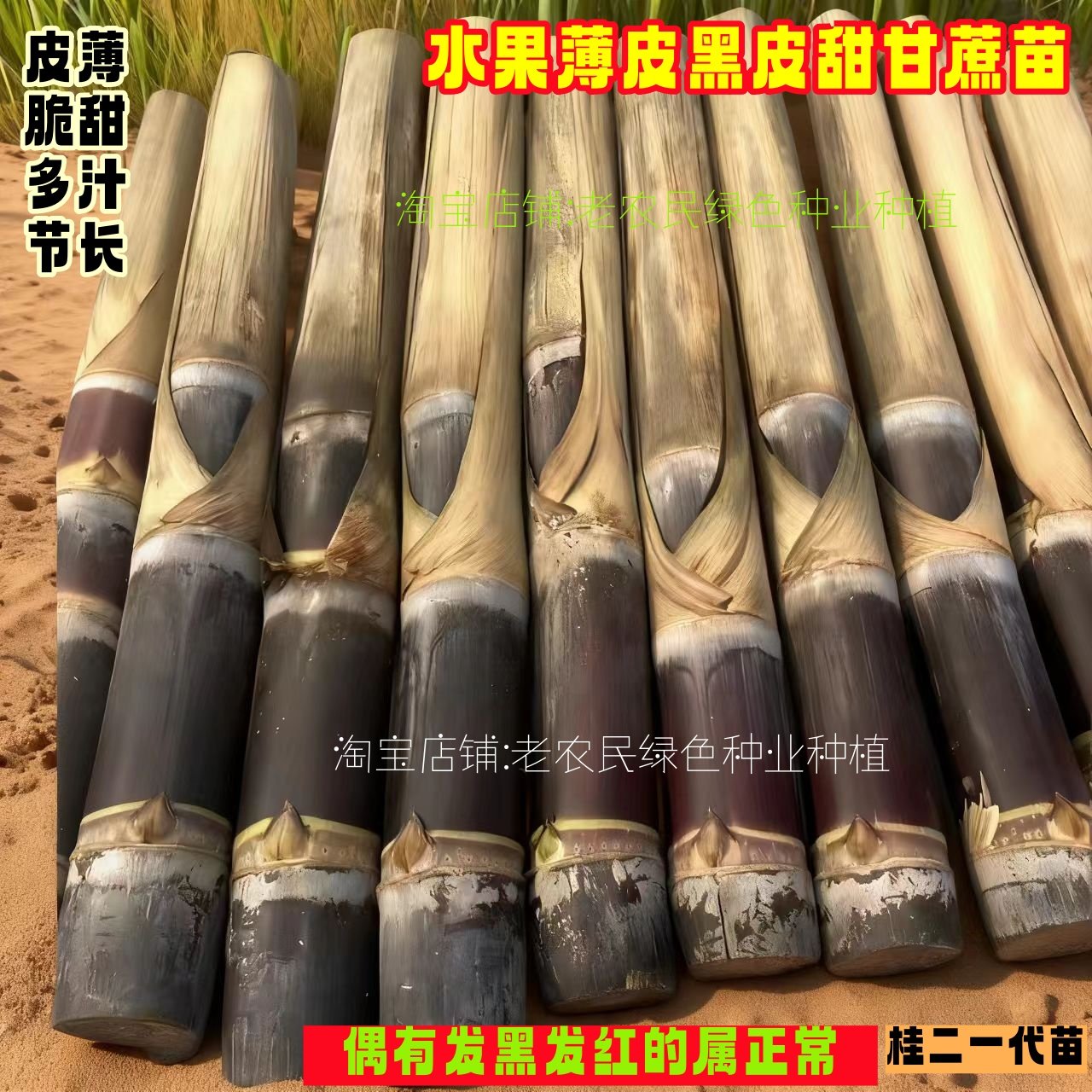 黑皮甘蔗苗南北方庭院苗种盆栽种植甘蔗种子水果黄皮黄金甘蔗种苗,鲜花速递/花卉仿真/绿植园艺,种苗/半成品盆栽,淘宝优惠券,粉丝福利购,淘宝优惠卷