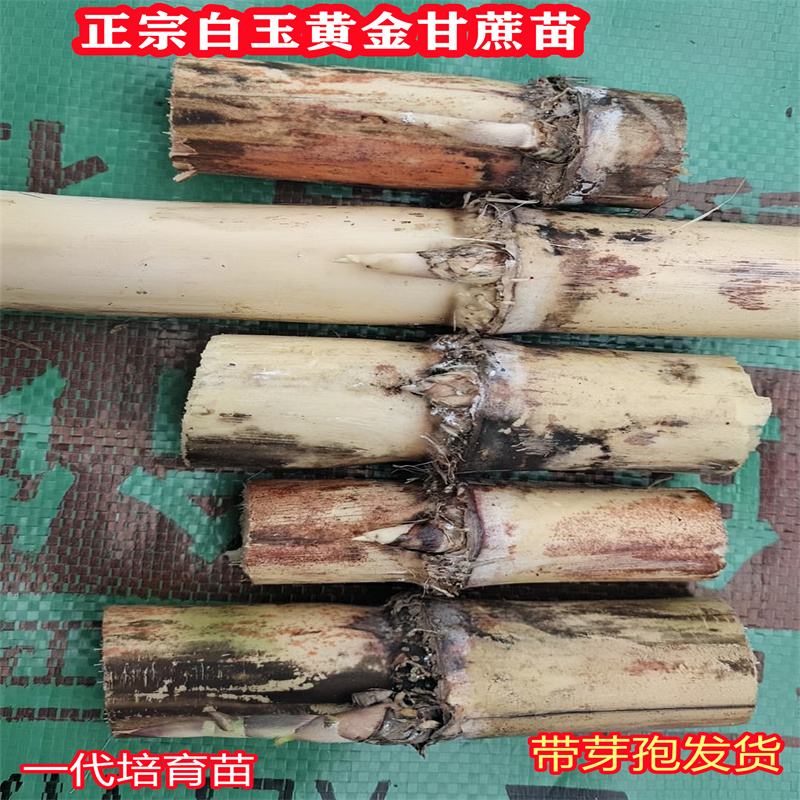 黑皮甘蔗种苗种子脆皮黄皮甘蔗苗