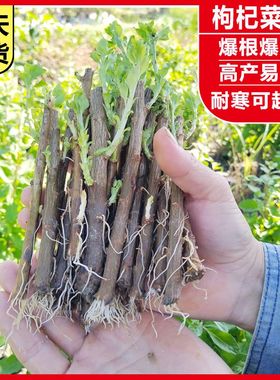 野菜菜籽枸杞菜苗枸杞子可食用新鲜大叶枸杞菜野生四季冬季耐寒室