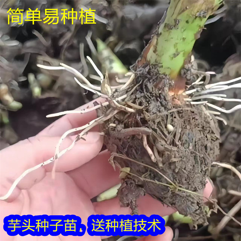 芋头苗种蔬菜苗荔浦芋种子种苗图片