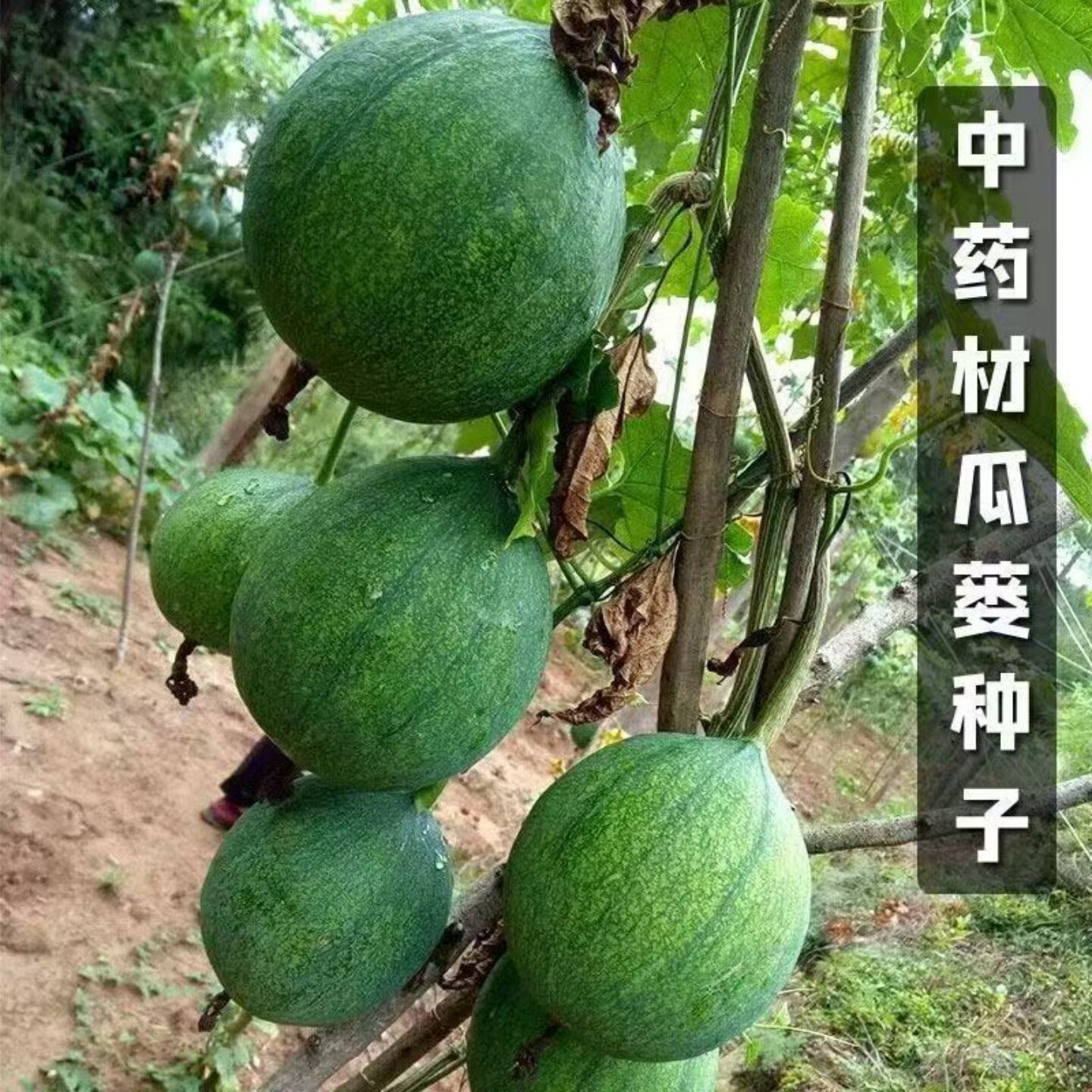 瓜蒌种子栝楼药瓜多年生中药材藤本葫芦科盆栽绿植植物苗种种籽