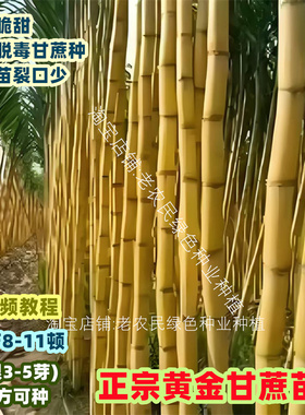 广西黑皮甘蔗苗种黄皮白玉特甜甘蔗种苗带芽种植苗黄金甘蔗苗种子