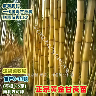 广西黑皮甘蔗苗种黄皮白玉特甜甘蔗种苗带芽种植苗黄金甘蔗苗种子
