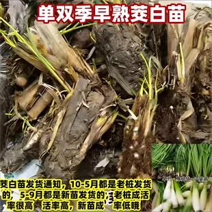 双季高笋苗早熟水笋禾笋高瓜苗好养龙虾蟹水生蔬菜苗植物茭白苗种