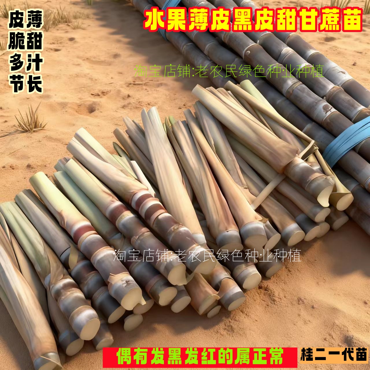 带芽孢水果种子广西黑皮甘蔗种苗