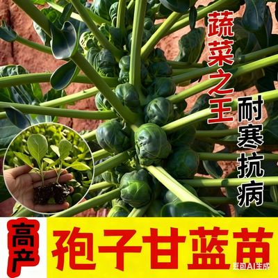 蔬菜孢子甘蓝苗秧苗甘蓝种子带土