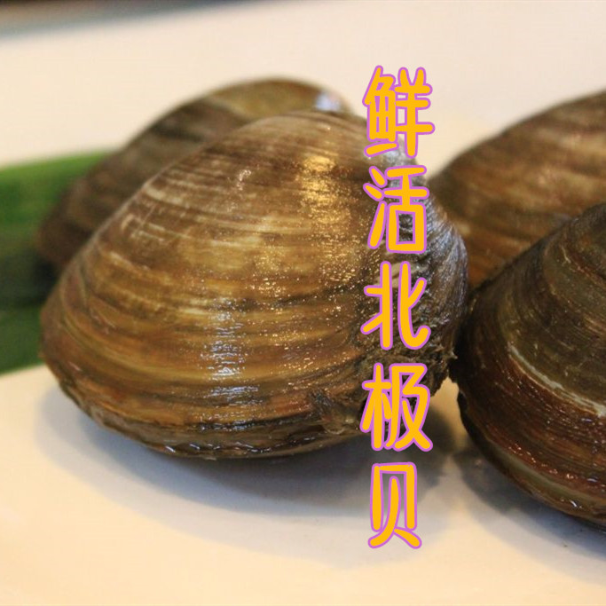 北极贝鲜活 大祥哥同款推荐 刺身伴侣俄罗斯新鲜北寄贝 3斤起拍