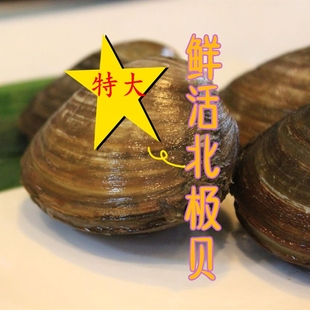 特大北极贝鲜活 超大俄罗斯日本海鲜活北寄贝 约2只/斤 3份起拍