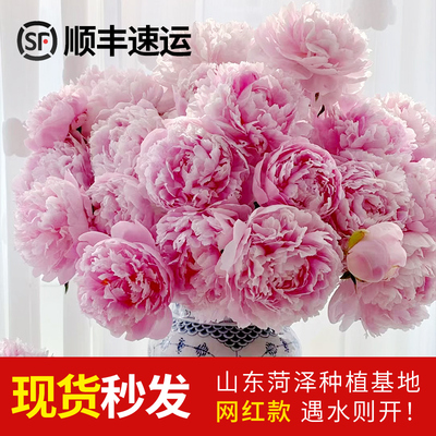 顺丰现货|基地直发|插瓶期长