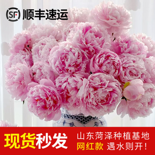 顺丰现货|基地直发|插瓶期长