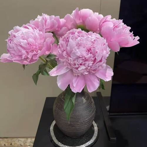 重瓣芍药鲜花山东重瓣芍药鲜切花束A级进口云南情人母亲节基地发