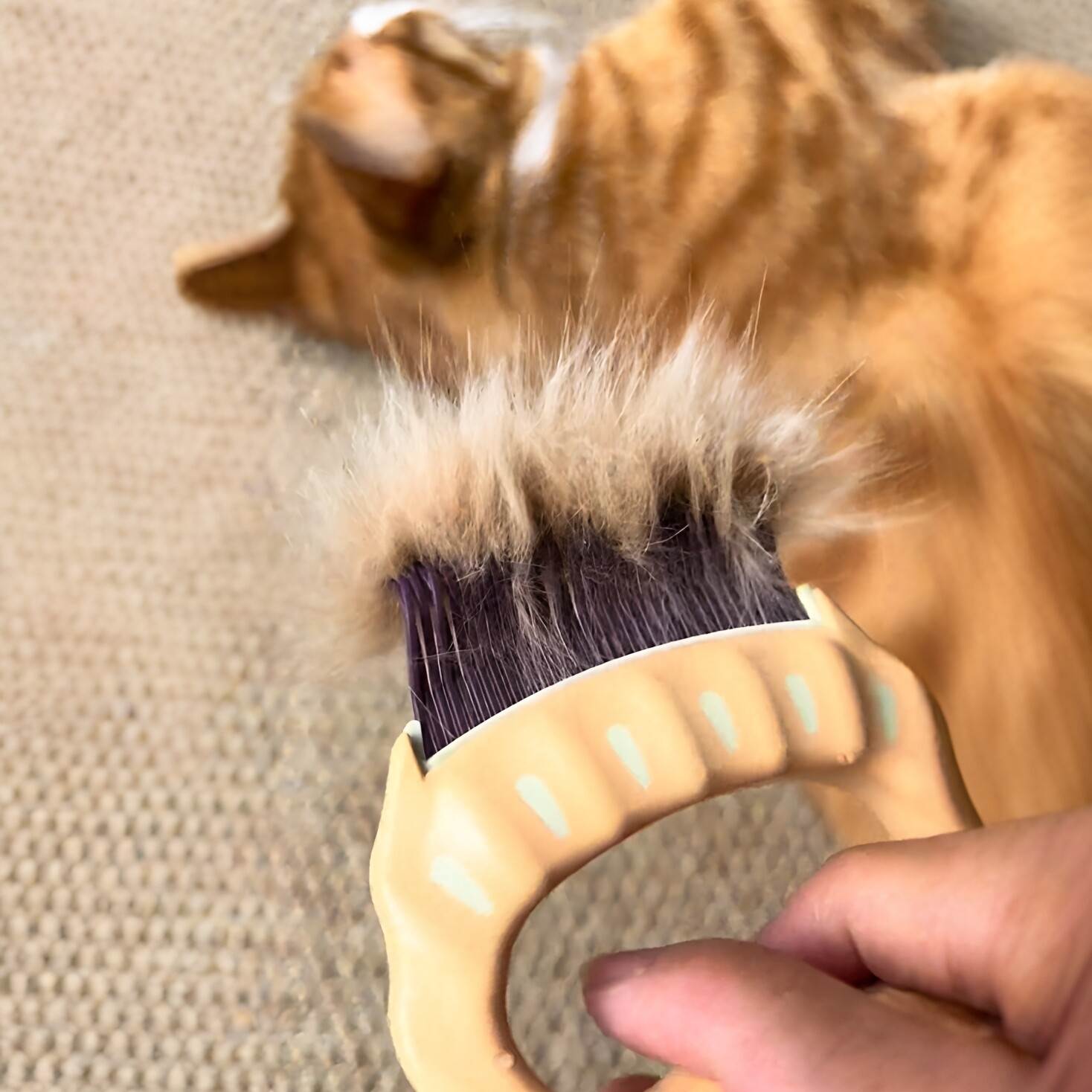 【深层去浮毛】猫咪贝壳梳宠物长毛短毛打结按摩除毛排梳新手养猫
