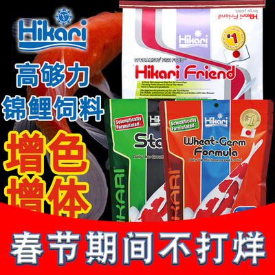 日本锦鲤育成进口金鱼增色蝴蝶鲤